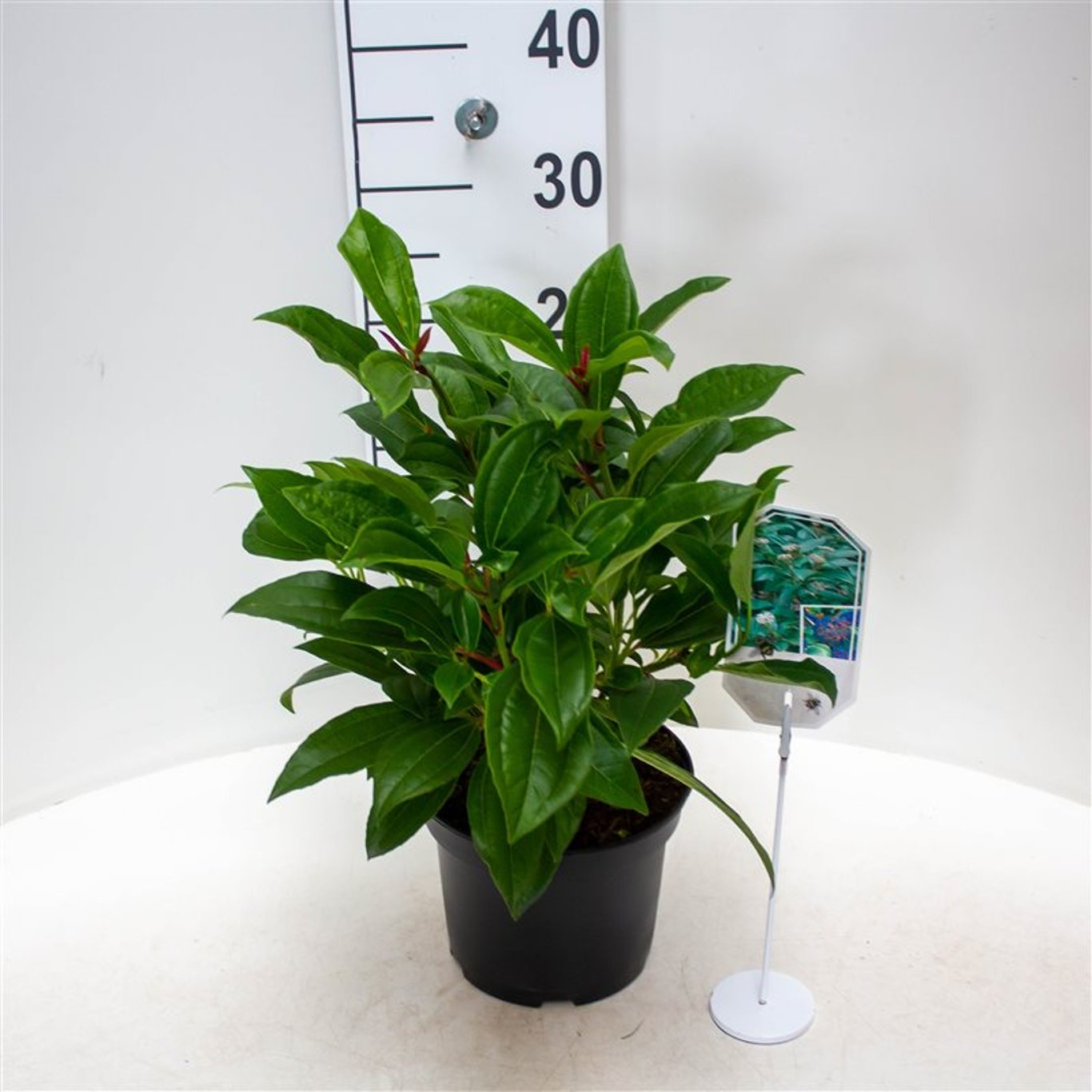 Viburnum davidii - C3 30-40 CM